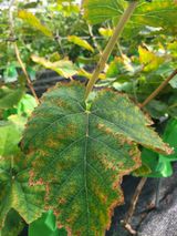 팜모닝 포도·병해충상담 게시글 이미지