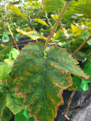 나그네님의 포도 · 병해충상담 작성글 사진