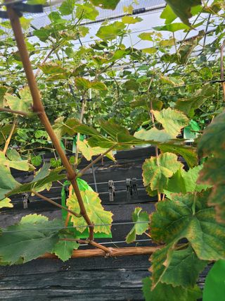 나그네님의 포도 · 병해충상담 작성글 사진