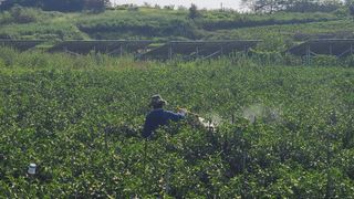 전순덕.동신유통님의 고추 · 비료•농약 작성글 사진