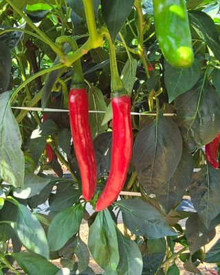 전순덕.동신유통님의 고추 · 비료•농약 작성글 사진