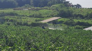 전순덕.동신유통님의 고추 · 비료•농약 작성글 사진
