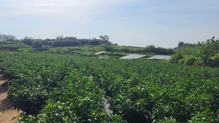 전순덕.동신유통님의 고추 · 비료•농약 작성글 사진