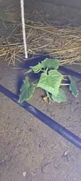 팜모닝 오이·병해충상담 게시글 이미지