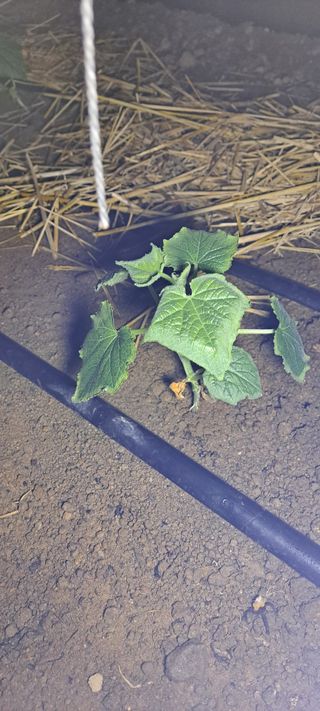 최태숙님의 오이 · 병해충상담 작성글 사진