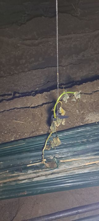 최태숙님의 오이 · 병해충상담 작성글 사진