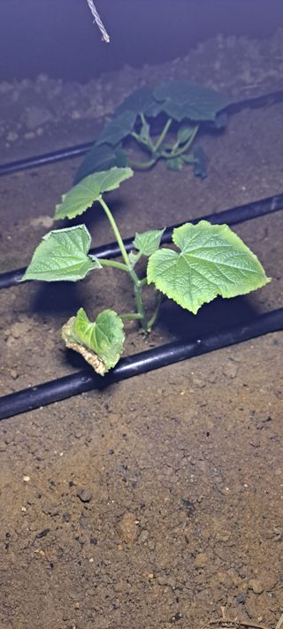 최태숙님의 오이 · 병해충상담 작성글 사진