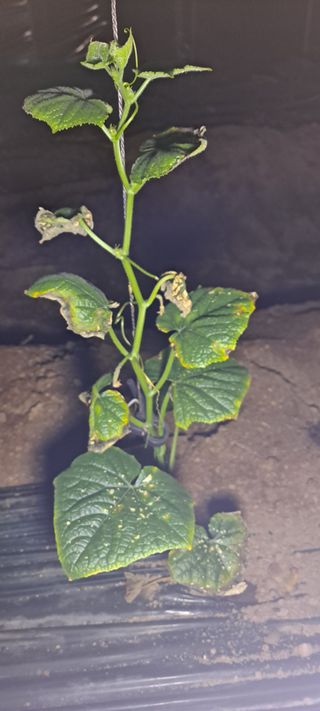 최태숙님의 오이 · 병해충상담 작성글 사진