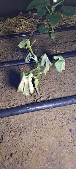 최태숙님의 오이 · 병해충상담 작성글 사진