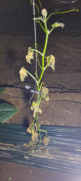 최태숙님의 오이 · 병해충상담 작성글 사진