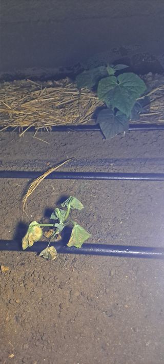 최태숙님의 오이 · 병해충상담 작성글 사진