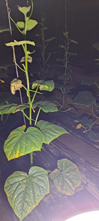 최태숙님의 오이 · 병해충상담 작성글 사진