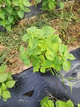 팜모닝 들깨·병해충상담 게시글 이미지