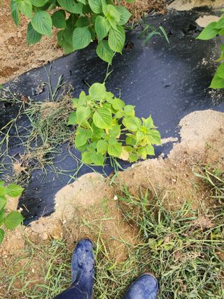 초록봉님의 들깨 · 병해충상담 작성글 사진