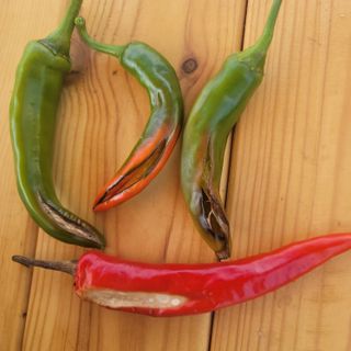 최득길님의 고추 · 병해충상담 작성글 사진