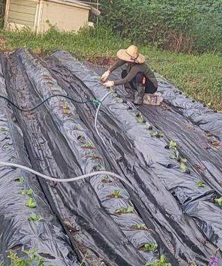 박선화님의 배추 · 파종•정식 작성글 사진