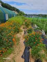 팜모닝 하우스정보·자유게시판 게시글 이미지