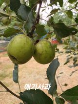 팜모닝 사과·병해충상담 게시글 이미지