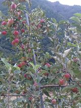 팜모닝 자유주제·자유게시판 게시글 이미지