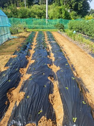 힐링농장님의 배추 · 파종•정식 작성글 사진