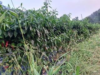 오영도님의 고추 · 일상 작성글 사진