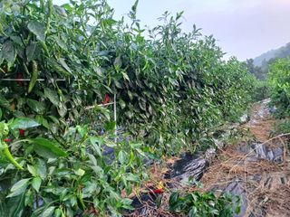 오영도님의 고추 · 일상 작성글 사진