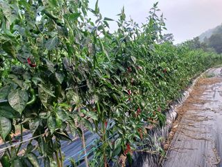 오영도님의 고추 · 일상 작성글 사진