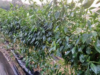 오영도님의 고추 · 일상 작성글 사진