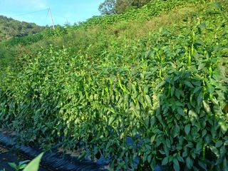 오영도님의 고추 · 일상 작성글 사진