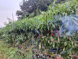 오영도님의 고추 · 일상 작성글 사진