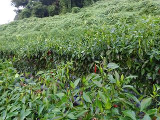 오영도님의 고추 · 일상 작성글 사진