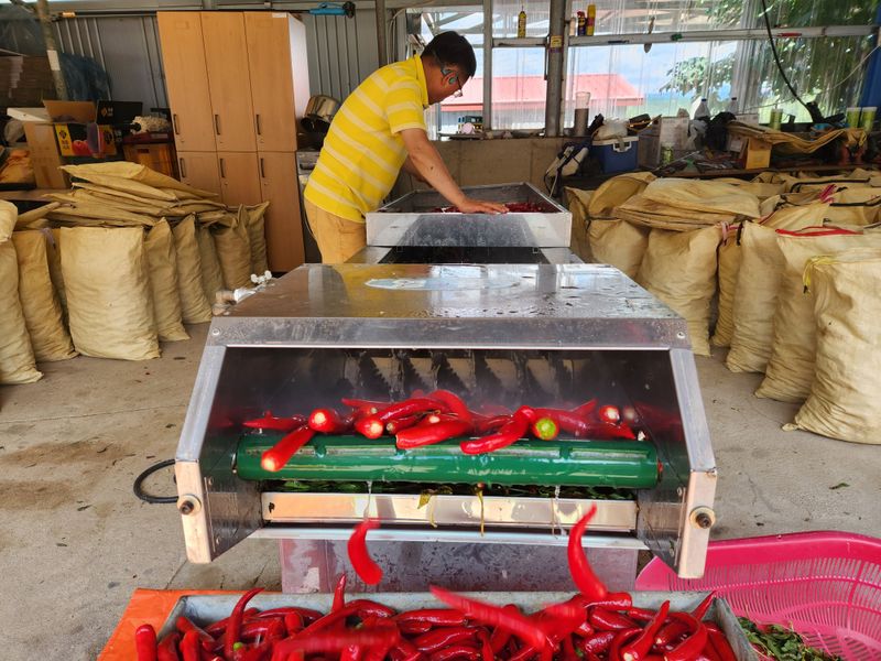 이원정님의 장터 판매 상품 [맛있게 매운청송고춧가루] 첨부 사진