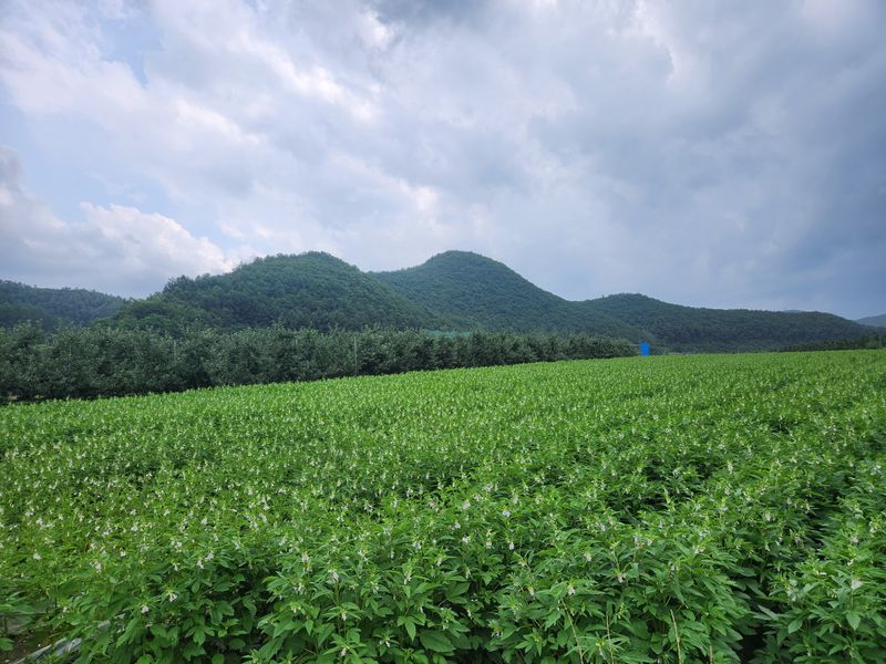 이원정님의 장터 판매 상품 [맛있게 매운청송고춧가루] 첨부 사진