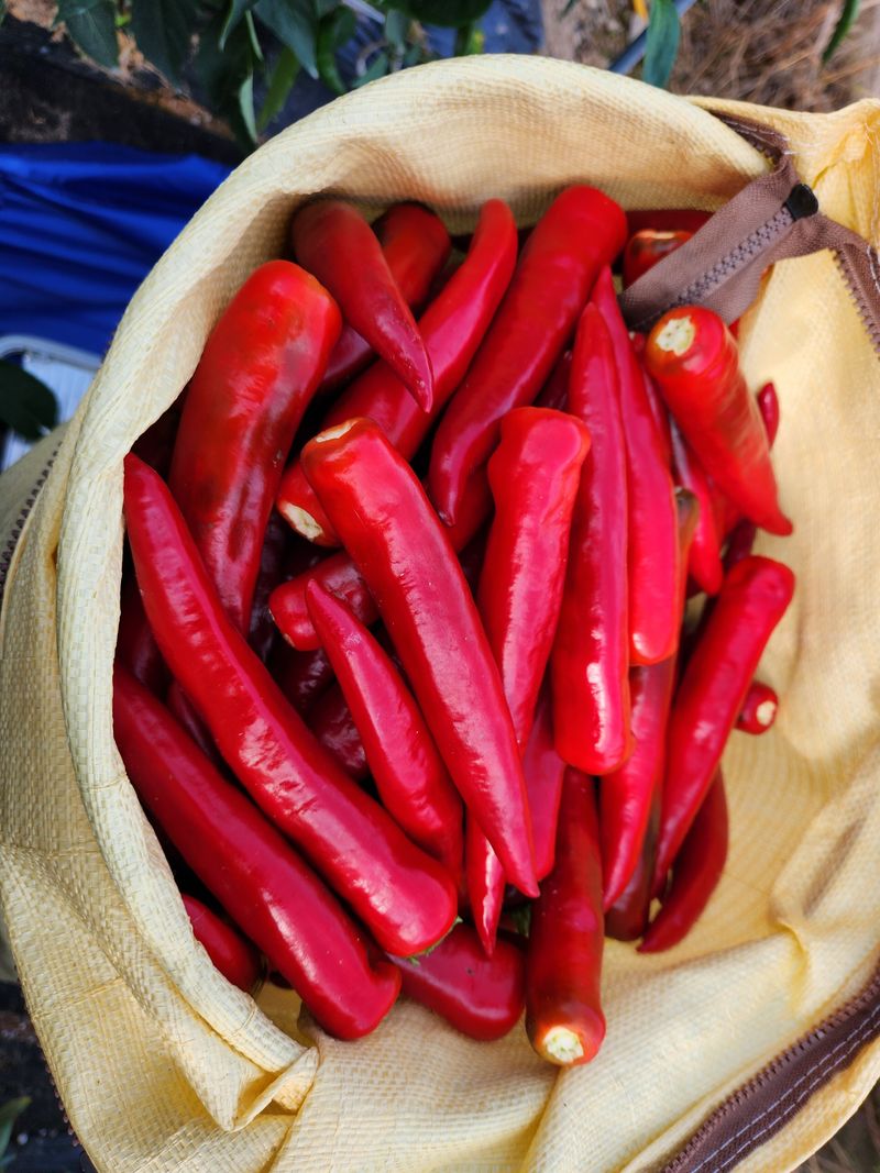 이원정님의 장터 판매 상품 [맛있게 매운청송고춧가루] 첨부 사진