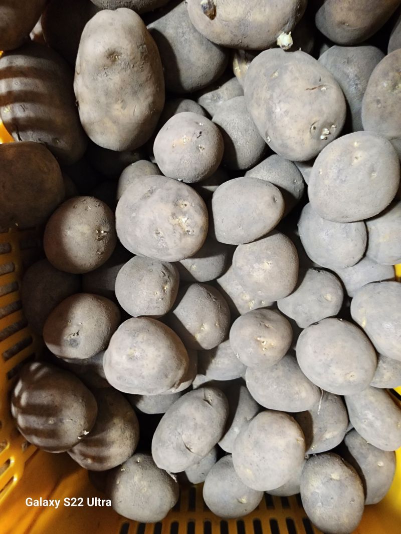 장터 상품 [감자씨 10kg  ☆싸게☆ 팔아요] 썸네일