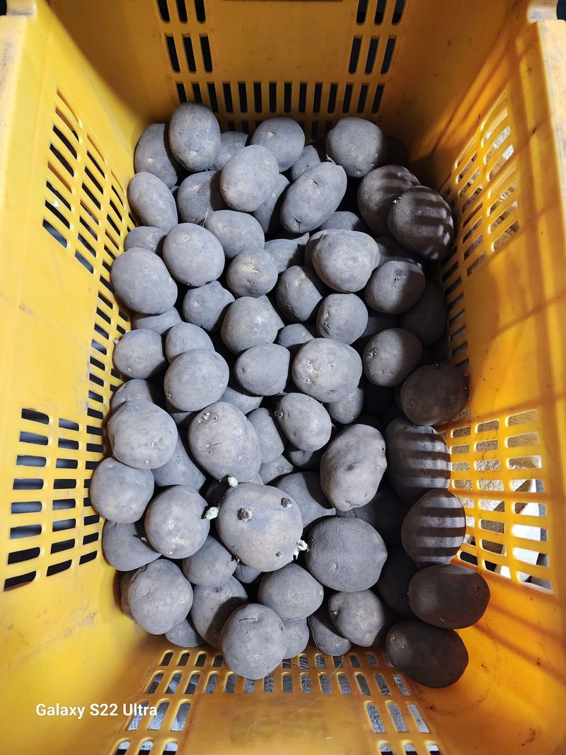 김태환님의 장터 판매 상품 [감자씨 10kg  ☆싸게☆ 팔아요] 첨부 사진