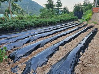 연모 자연의행복님의 자유주제 · 자유게시판 작성글 사진