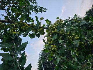 연모 자연의행복님의 자유주제 · 자유게시판 작성글 사진