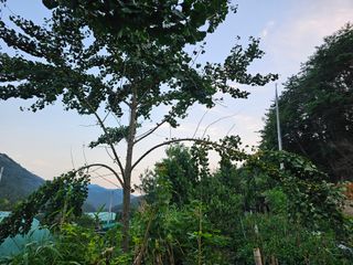 연모 자연의행복님의 자유주제 · 자유게시판 작성글 사진