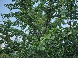 연모 자연의행복님의 자유주제 · 자유게시판 작성글 사진