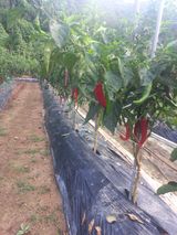 팜모닝 고추·수확 게시글 이미지