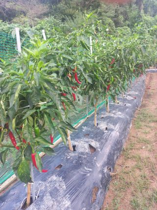 천운님의 고추 · 수확 작성글 사진