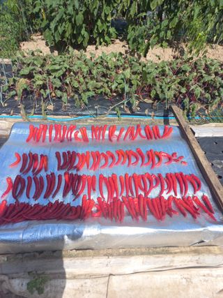 천운님의 고추 · 수확 작성글 사진