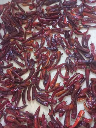 천운님의 고추 · 수확 작성글 사진