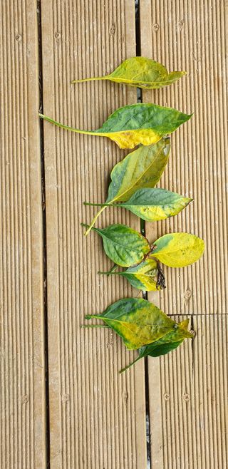 황창용님의 고추 · 병해충상담 작성글 사진