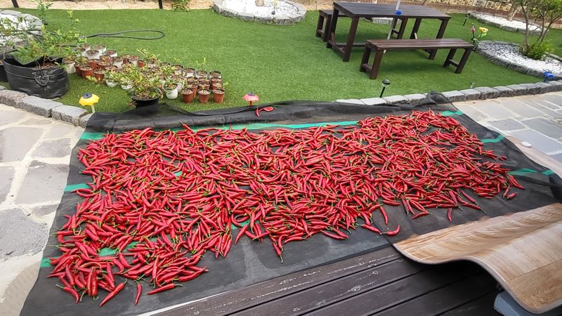 박현주님의 장터 판매 상품 [화순군 2023년 햇고추가루판매] 첨부 사진