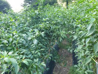 다코님의 작목반,동호회 등 나의 모임은? · 참여글 작성글 사진