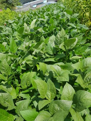 옥이네님의 작목반,동호회 등 나의 모임은? · 참여글 작성글 사진