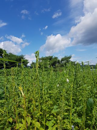 옥이네님의 작목반,동호회 등 나의 모임은? · 참여글 작성글 사진