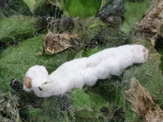 홍박농원님의 자유주제 · 자유게시판 작성글 사진